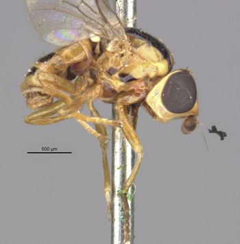 Media type: image;   Entomology 13366 Aspect: habitus lateral view